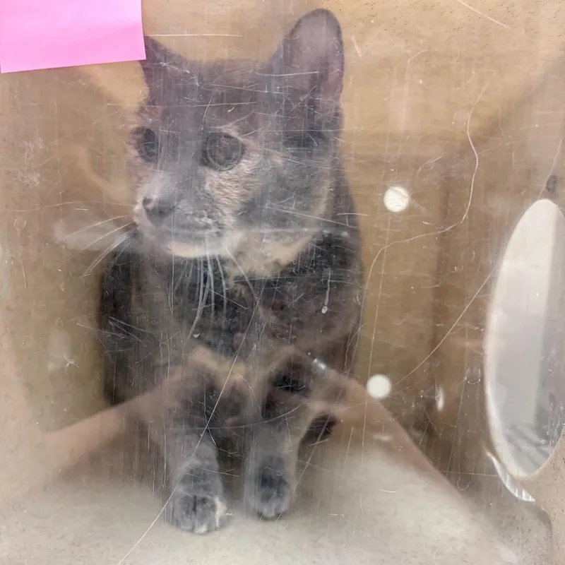 An adult large-sized female Calico Domestic Short Hair cat named Cinder for adoption in Reno, NV