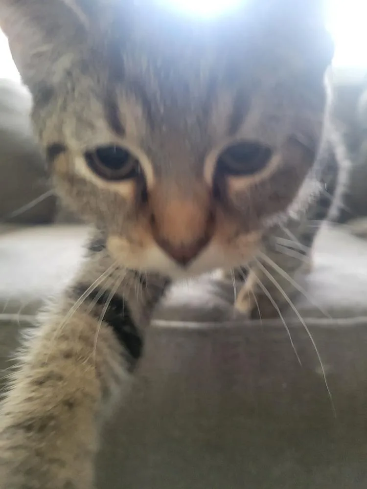 A young small-sized male Domestic Short Hair cat named Nikoli for adoption in Lorain, OH