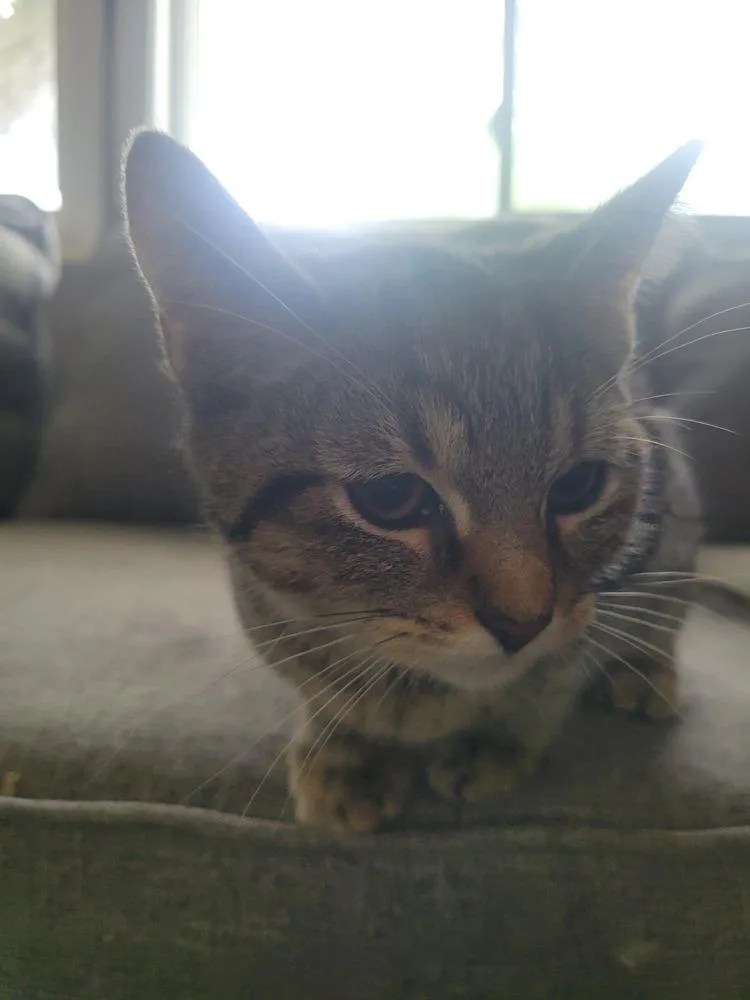 Nikoli thumbnail 2