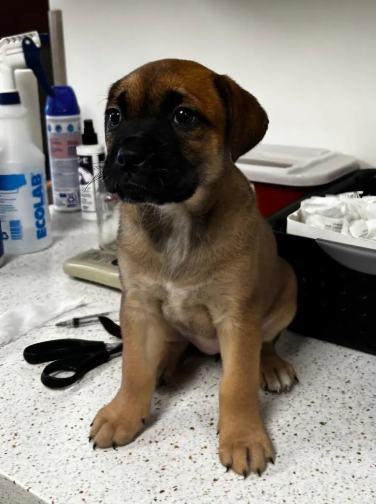 A baby small-sized female Boxer dog named Freya for adoption in Greenfield, IN