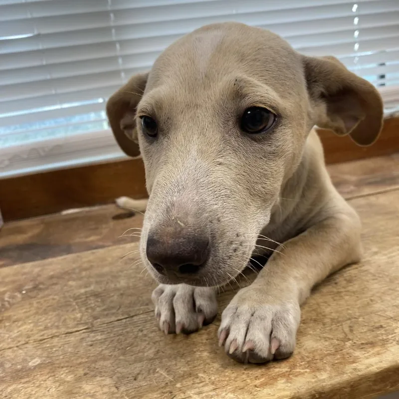 A baby medium-sized male Yellow / Tan / Blond / Fawn Mixed Breed dog named Tom for adoption in West Palm Beach, FL