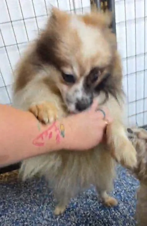 A young small-sized male Pomeranian dog named Yuro for adoption in Warren, MI
