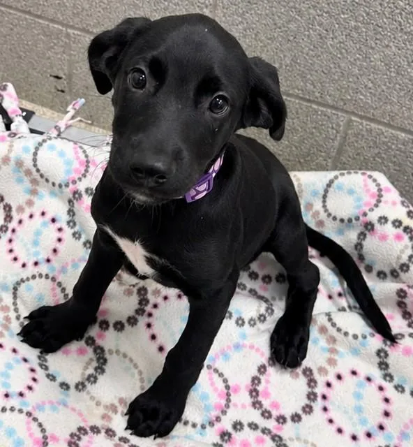 A baby small-sized male Labrador Retriever dog named Grover for adoption in Statesville, NC