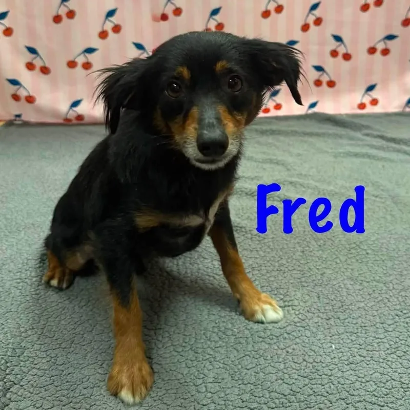 An adult small-sized male Black Spaniel dog named Fred for adoption in Albany, NY