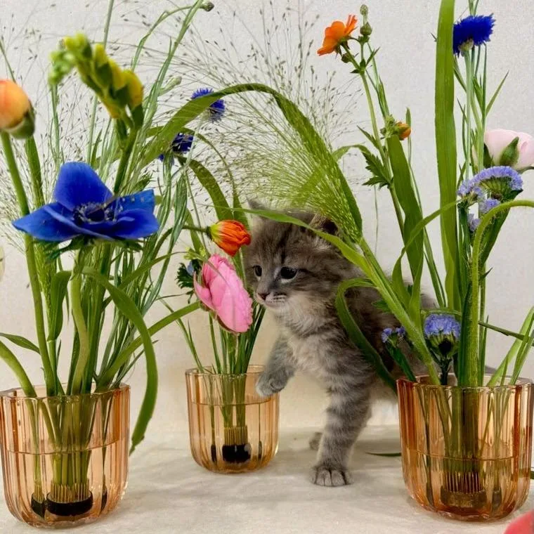 A baby small-sized male Gray / Blue / Silver Domestic Medium Hair cat named Meow Capone for adoption in Durango, CO