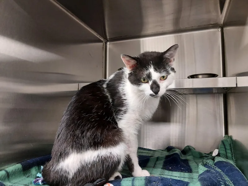 An adult medium-sized male Black & White / Tuxedo Domestic Short Hair cat named Dragon Fruit for adoption in Liberty, MO