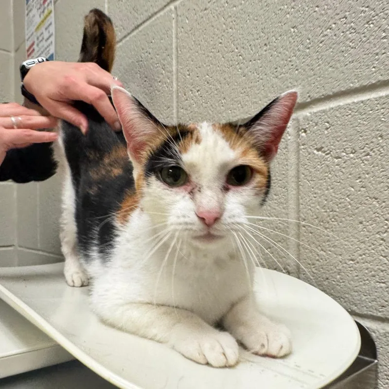 An adult medium-sized female Calico Domestic Short Hair cat named Poe for adoption in Bristol, IN