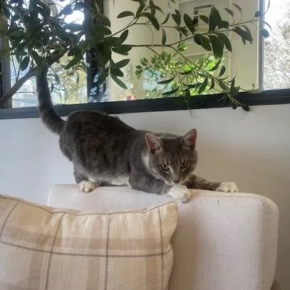 An adult medium-sized male Gray / Blue / Silver Domestic Short Hair cat named Link for adoption in Chesapeake, VA