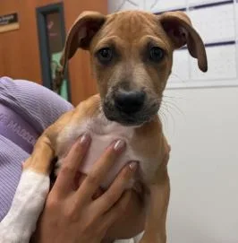 A baby medium-sized male Mixed Breed dog named Winifred W for adoption in West Chester, PA