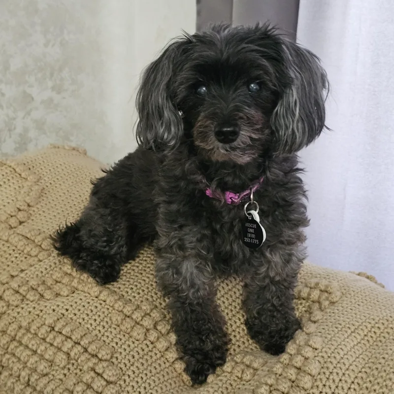A senior small-sized female Gray / Blue / Silver Poodle (Toy) dog named Molly for adoption in Fenton, MI