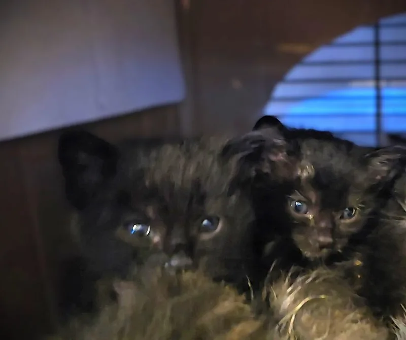 Crop Top thumbnail 2