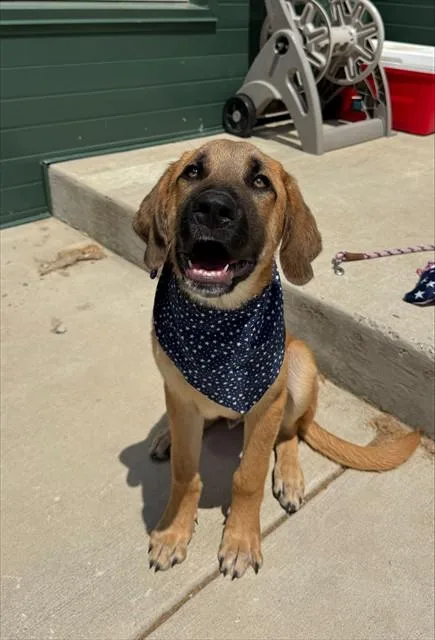 A baby medium-sized male Labrador Retriever dog named Dennys for adoption in Leesburg, VA