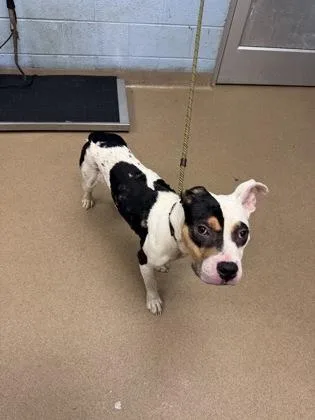 An adult medium-sized male Mixed Breed dog named Sitcom for adoption in Chamblee, GA