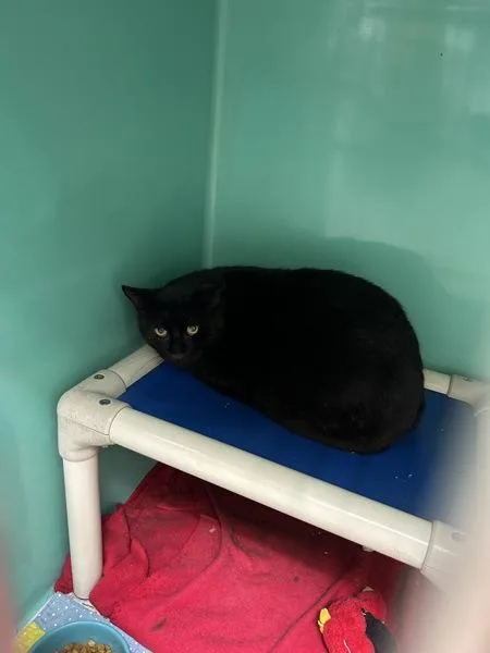 An adult small-sized male Domestic Short Hair cat named Kodiak for adoption in Novato, CA