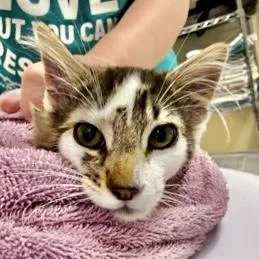 A baby small-sized male Domestic Medium Hair cat named Arthur Morgan for adoption in Burlington, WA