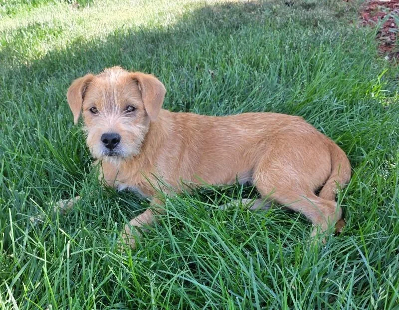 A baby medium-sized female Rat Terrier dog named Sully for adoption in Windsor, CO