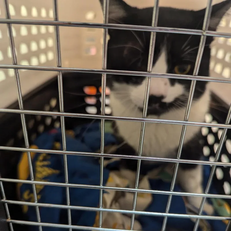 An adult large-sized male Black Domestic Short Hair cat named Harold for adoption in Charlottesville, VA