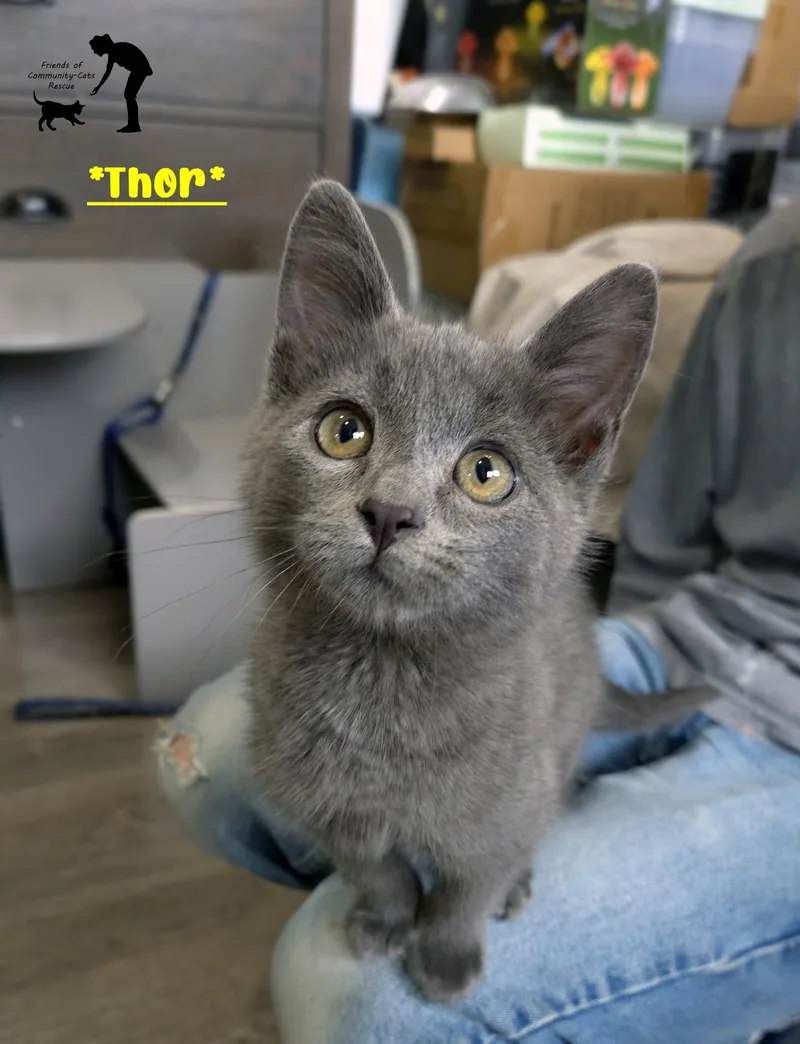 A young medium-sized male Gray / Blue / Silver Domestic Short Hair cat named Thor for adoption in Centerville, UT
