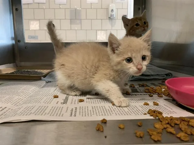 A baby small-sized male Domestic Short Hair cat named Rigby for adoption in Grand Prairie, TX