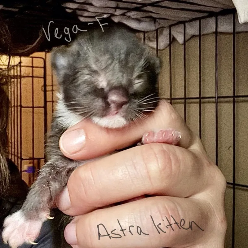 A baby small-sized female Black Domestic Short Hair cat named Vega Lichens for adoption in Woodstock, VA