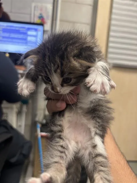 A baby medium-sized female Domestic Short Hair cat named Meatball for adoption in Dallas, TX