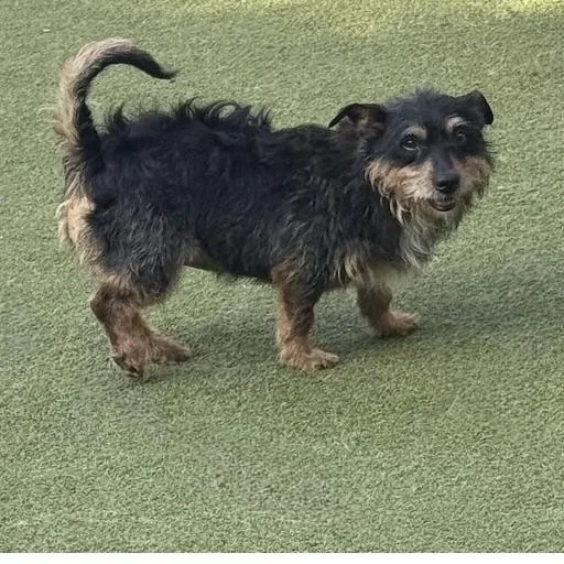 A young small-sized female Yorkshire Terrier dog named Penny Lane for adoption in Houston, TX