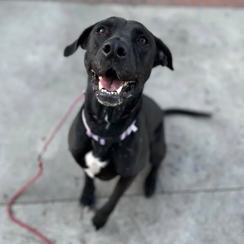 An adult large-sized female Black Labrador Retriever dog named Lucy for adoption in Huntington Beach, CA