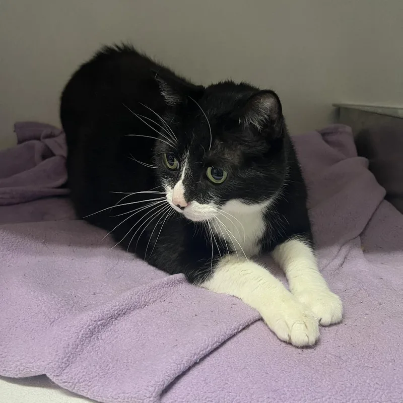 A senior large-sized male Black Domestic Short Hair cat named Tux for adoption in New York, NY