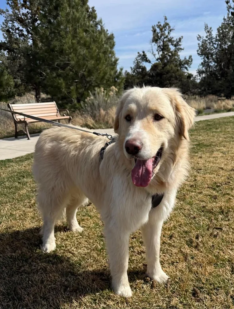 An adult large-sized female Great Pyrenees dog named Sunny for adoption in Bend, OR