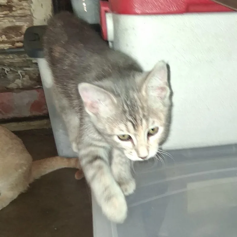 A baby small-sized female Gray / Blue / Silver Domestic Short Hair cat named Molly for adoption in Long Beach, CA