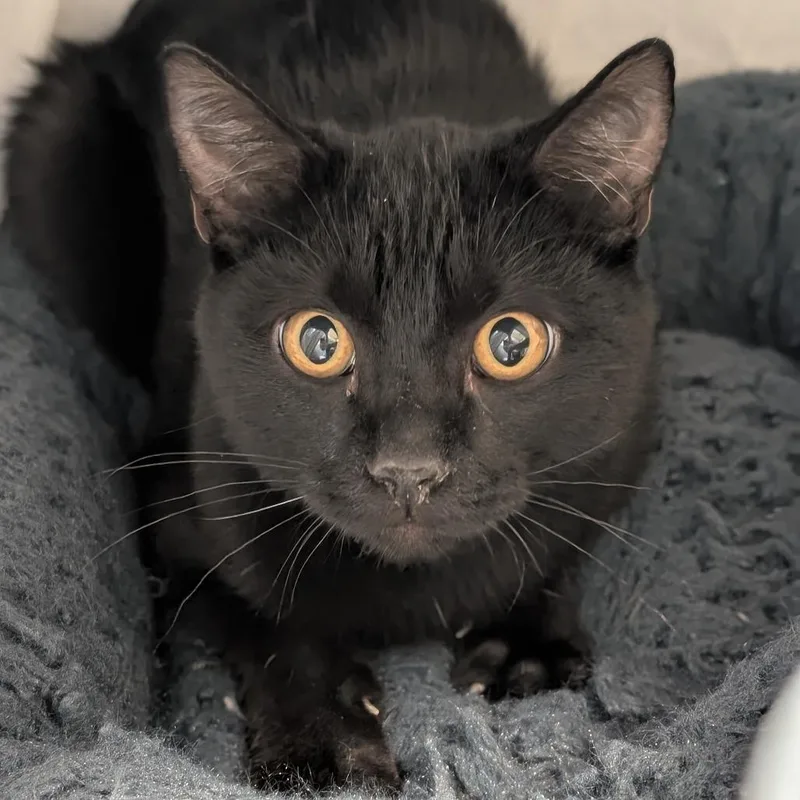A baby small-sized male Domestic Short Hair cat named Pepsi for adoption in Sonoma, CA