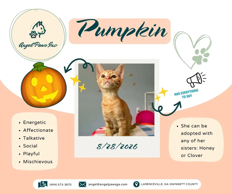 A baby small-sized female Orange / Red Tabby cat named Pumpkin for adoption in Lawrenceville, GA