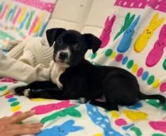A baby medium-sized male Mixed Breed dog named Blade for adoption in West Chester, PA