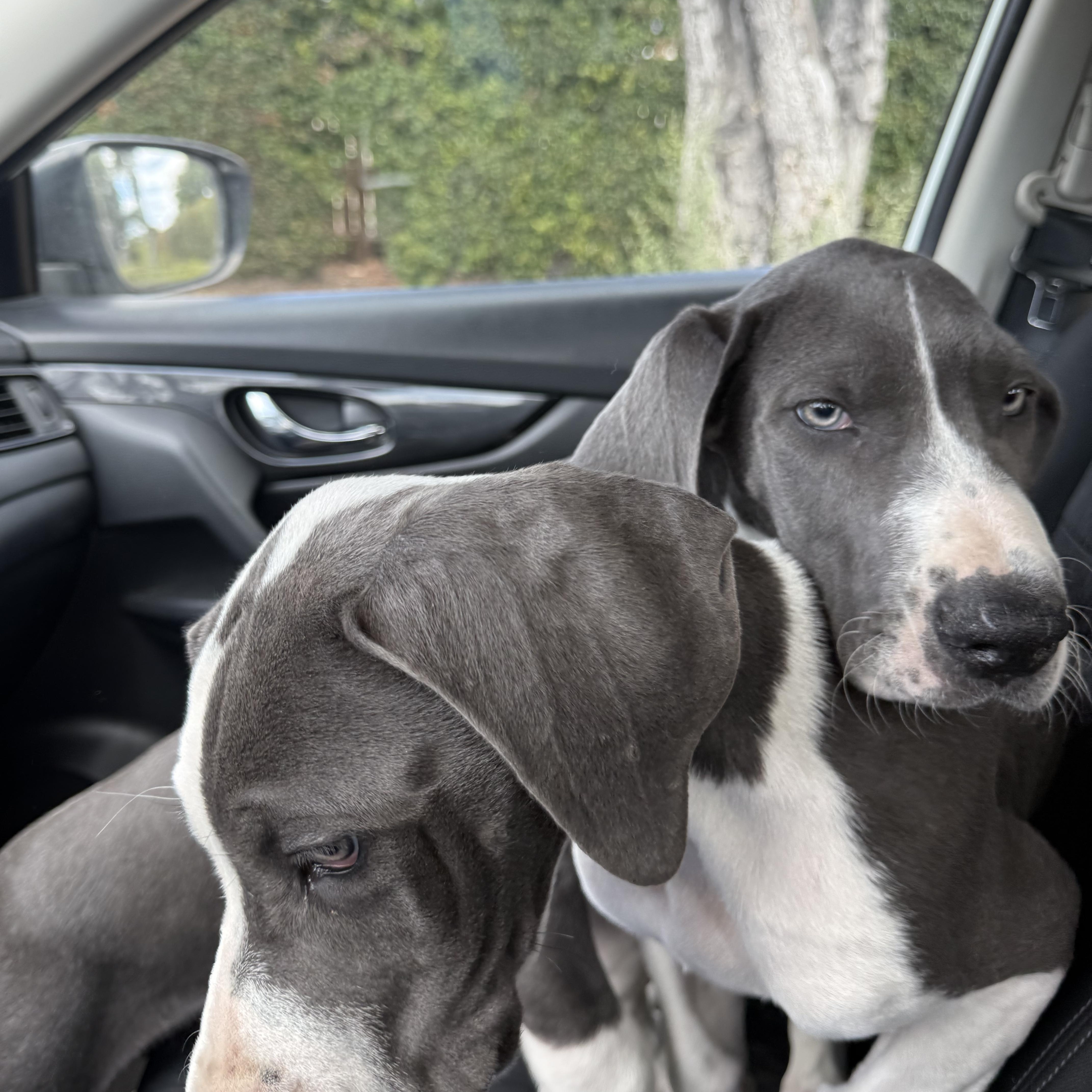 A baby extra large-sized female Great Dane dog named Star for adoption in Torrance, CA