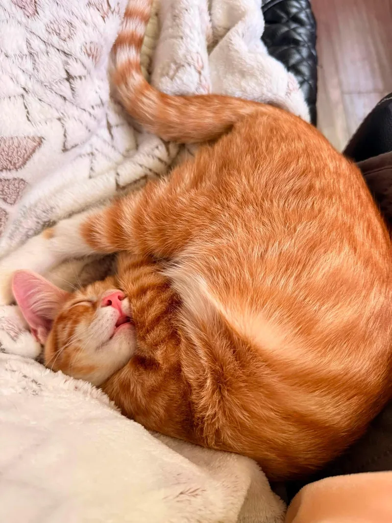 A baby small-sized male Orange / Red Domestic Short Hair cat named Popcorn for adoption in Clarksville, TN
