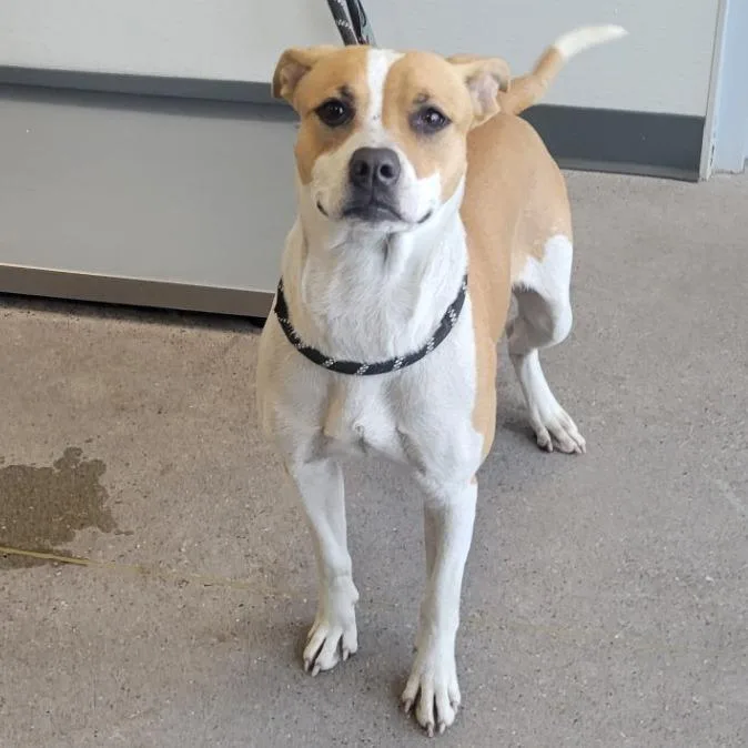 Cordelia thumbnail 2