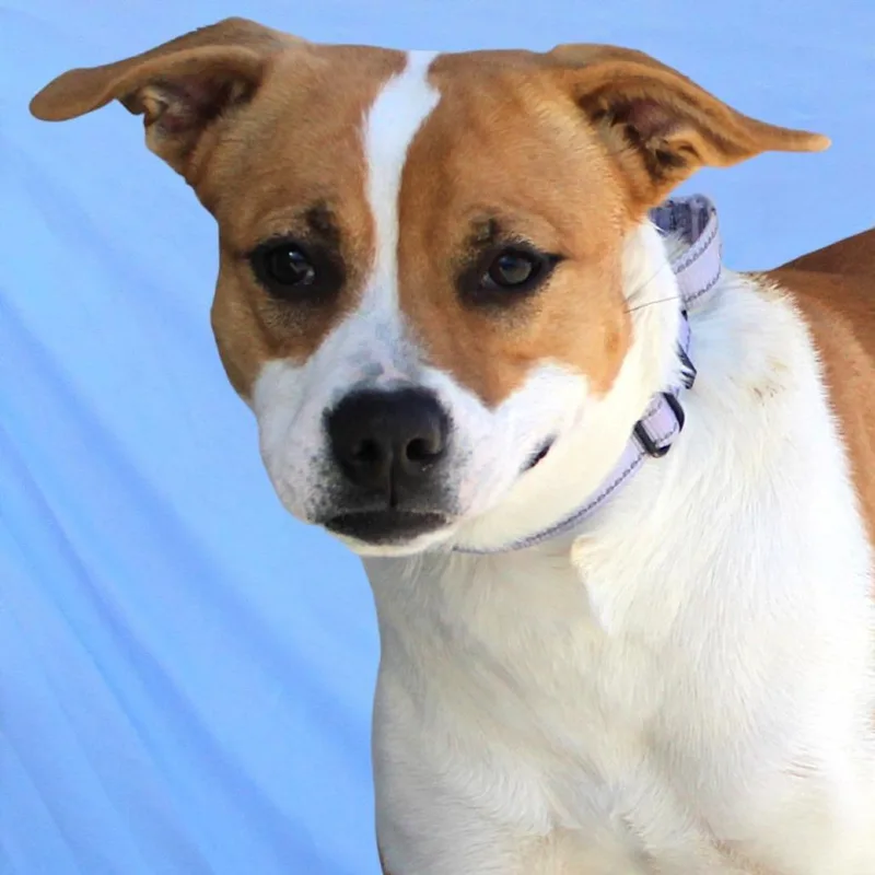 Cordelia thumbnail 3