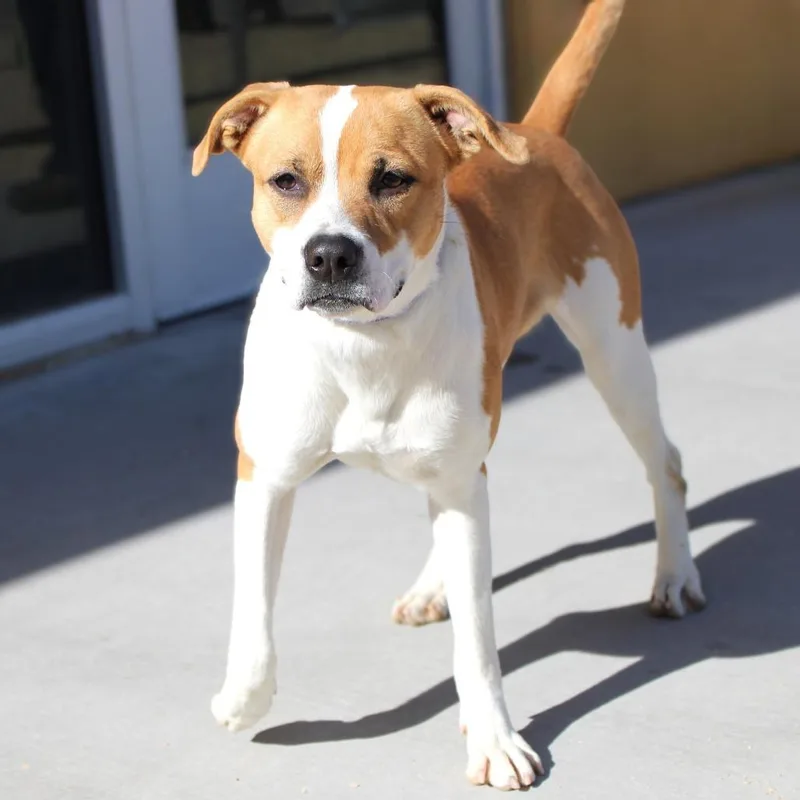 Cordelia thumbnail 4