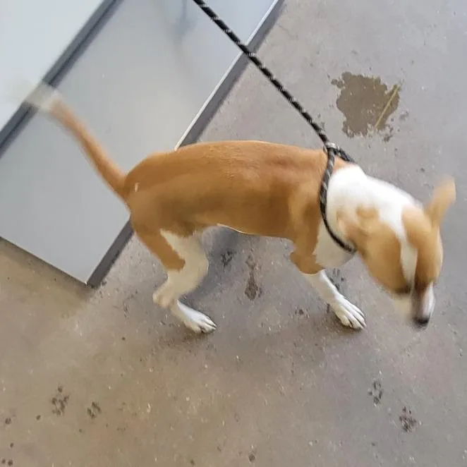 Cordelia thumbnail 5