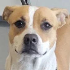 Cordelia thumbnail 6