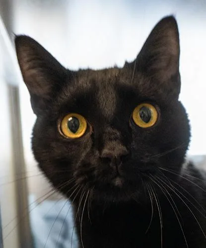 An adult large-sized male Black Domestic Short Hair cat named Navy Jones for adoption in Encinitas, CA