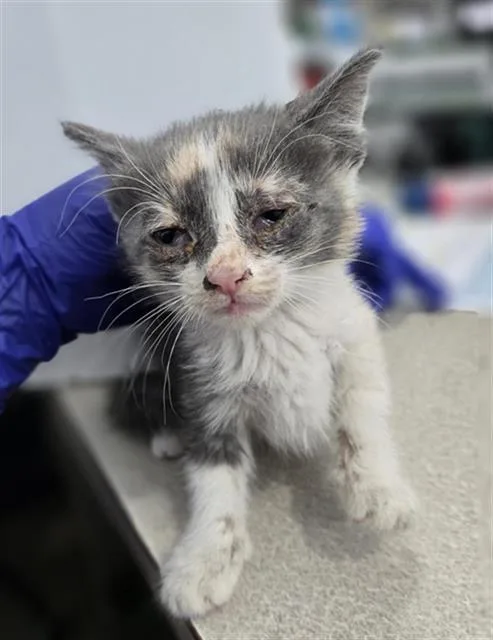 A baby medium-sized female Domestic Short Hair cat named Emerald for adoption in Dallas, TX