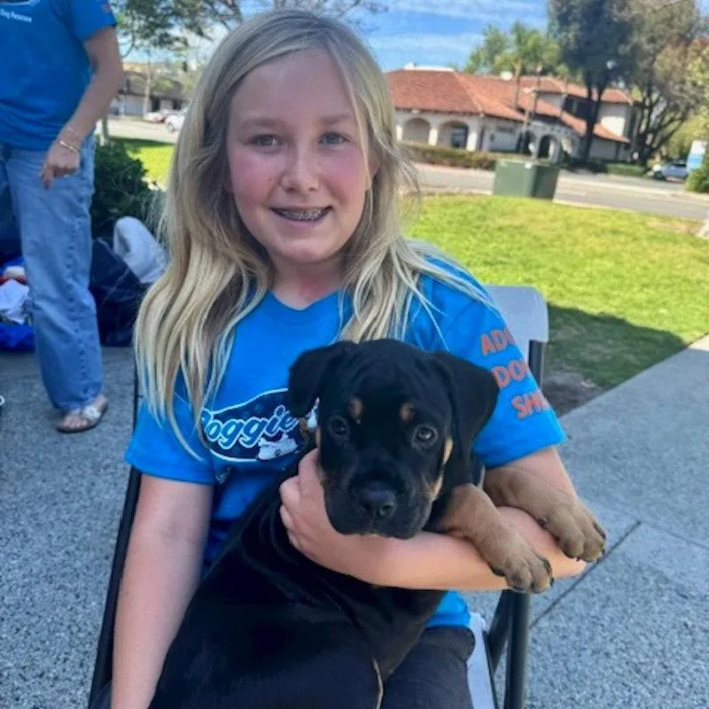 A baby medium-sized female Rottweiler dog named Mocha for adoption in San Juan Capistrano, CA