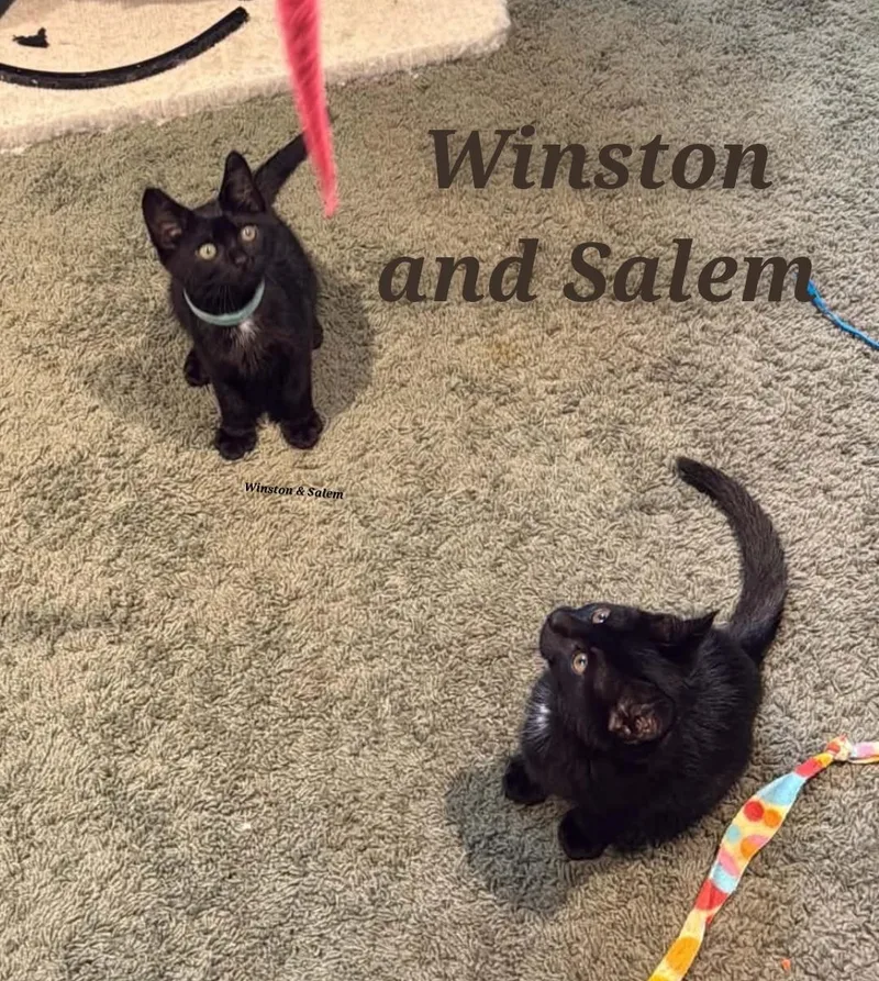 A young medium-sized male Black Domestic Short Hair cat named Winston & Salem for adoption in Lansdowne, PA