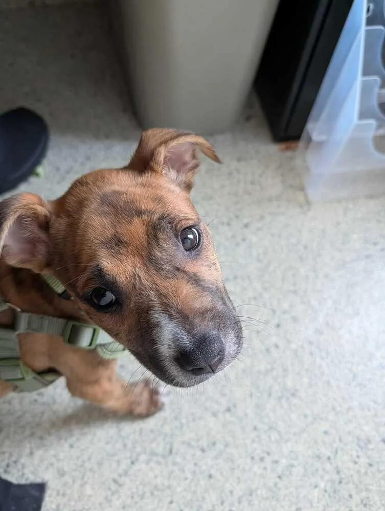 A baby medium-sized male Tricolor (Brown, Black, & White) Pit Bull Terrier dog named Bruce for adoption in Bowling Green, OH