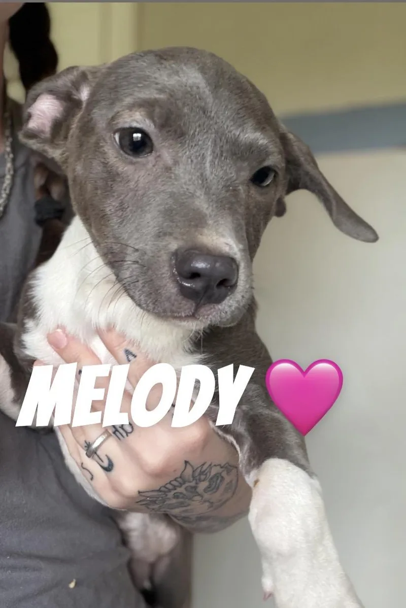 A young medium-sized female Pit Bull Terrier dog named Melody for adoption in Felton, PA