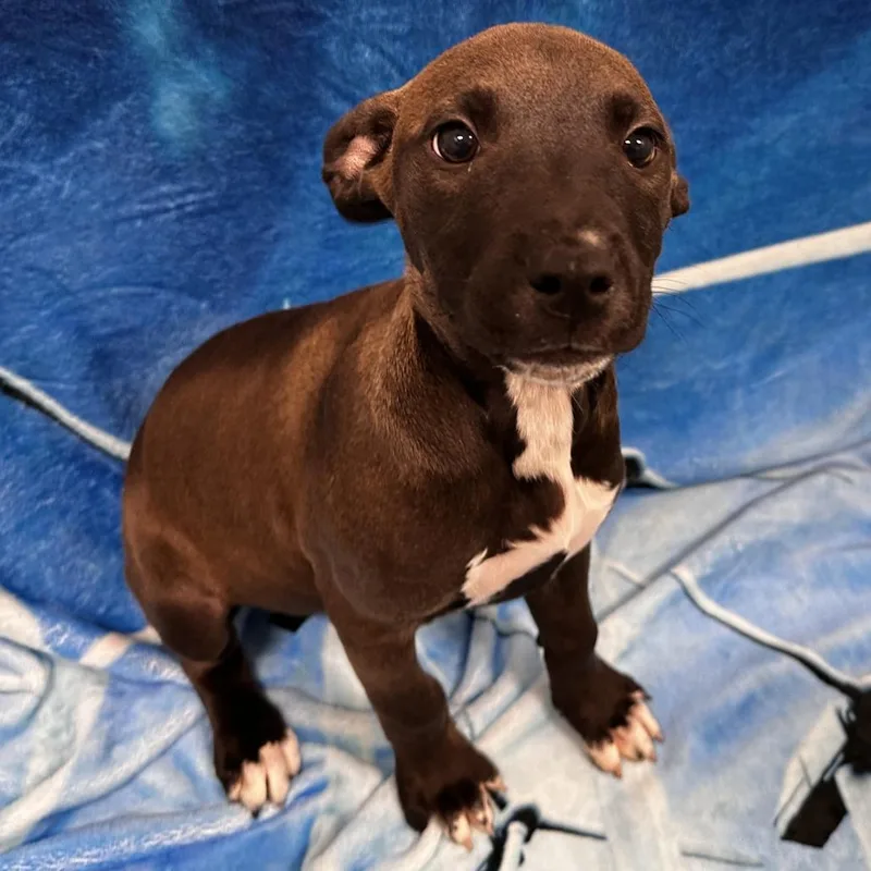 A baby medium-sized female Black Mixed Breed dog named Squee for adoption in Washington Township, OH