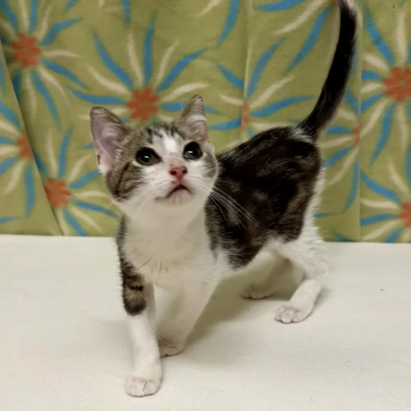 A baby medium-sized male Tabby (Gray / Blue / Silver) Domestic Short Hair cat named Greg for adoption in Libertyville, IL