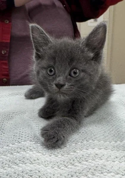 A baby small-sized female Domestic Short Hair cat named Pikachu for adoption in Fishers, IN