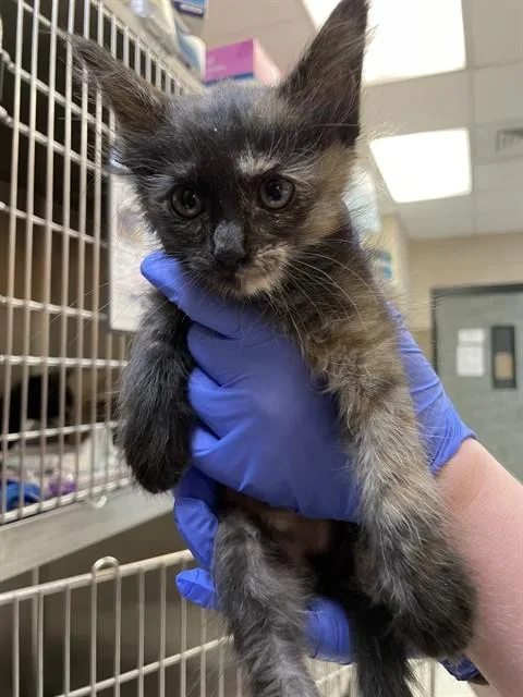 A baby small-sized female Domestic Short Hair cat named Arya for adoption in Corpus Christi, TX